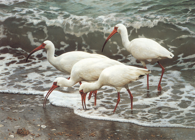 [Carl Brenders - Wildlife Paintings] Shoreline Quartet (American White Ibis); DISPLAY FULL IMAGE.
