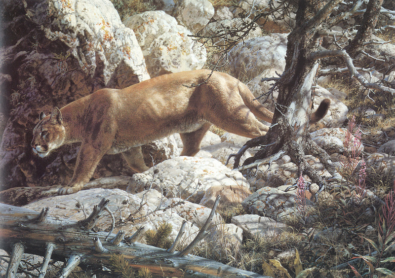 [Carl Brenders - Wildlife Paintings] Silent Passage (Cougar); DISPLAY FULL IMAGE.