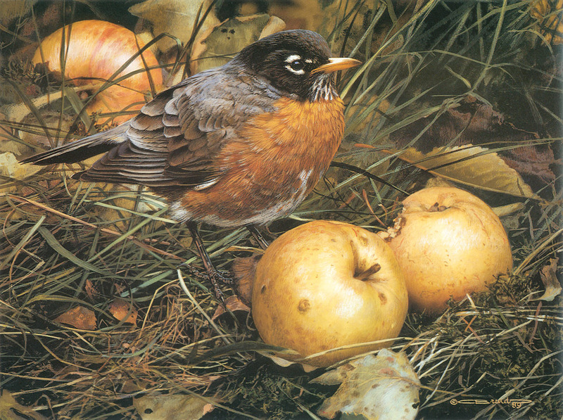 [Carl Brenders - Wildlife Paintings] The Apple Lover (American Robin); DISPLAY FULL IMAGE.