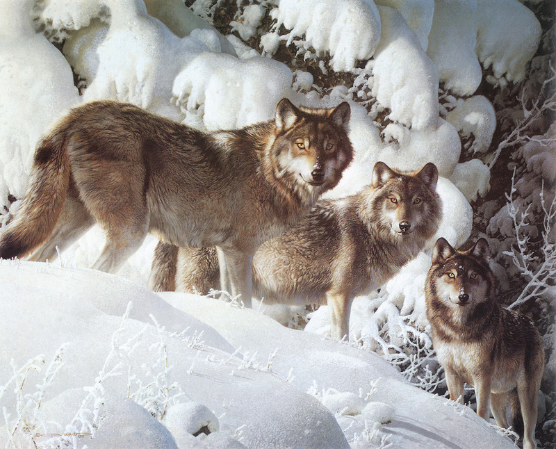 [Carl Brenders - Wildlife Paintings] The Long Distance Hunters (Gray Wolves); DISPLAY FULL IMAGE.