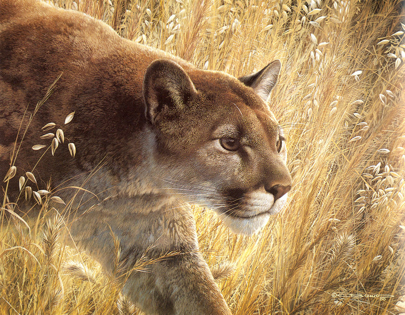 [Carl Brenders - Wildlife Paintings] The Predator's Walk (Cougar); DISPLAY FULL IMAGE.