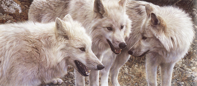 [Carl Brenders - Wildlife Paintings] Tundra Summit (Arctic Wolves); DISPLAY FULL IMAGE.