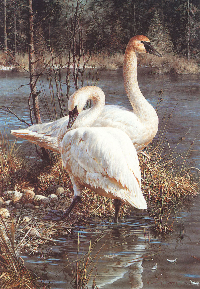 [Carl Brenders - Wildlife Paintings] White Elegance (Trumpeter Swans); DISPLAY FULL IMAGE.
