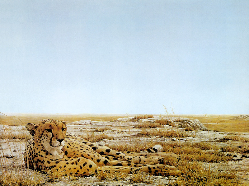[Robert Bateman] Cheetah Siesta; DISPLAY FULL IMAGE.