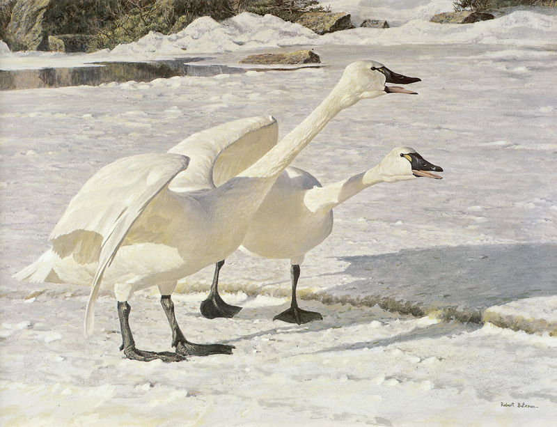 [Robert Bateman] Courting Swans; DISPLAY FULL IMAGE.