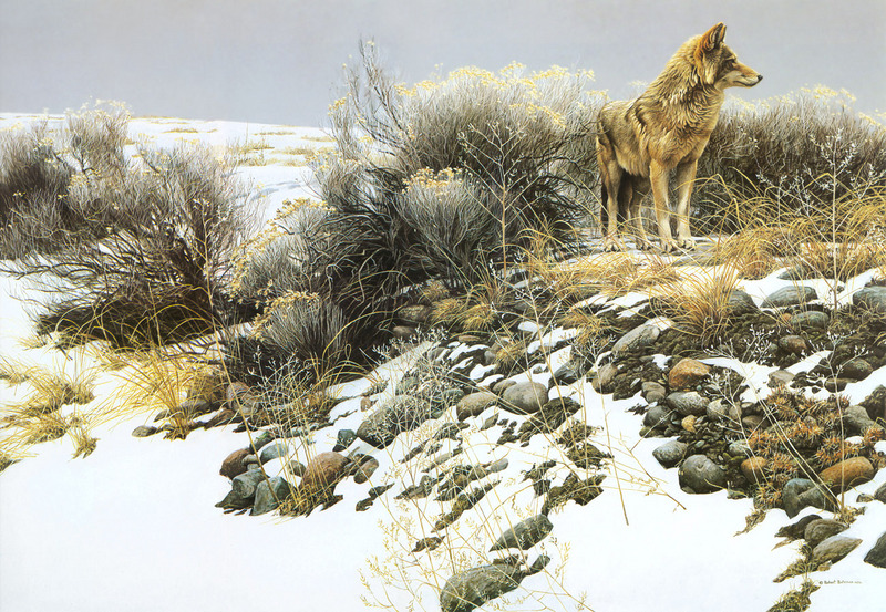 [Robert Bateman] Coyote in Winter Sage; DISPLAY FULL IMAGE.