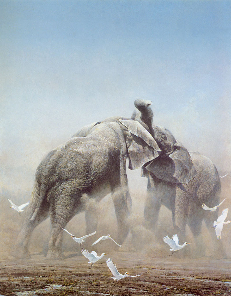 [Robert Bateman] Sparring Elephants; DISPLAY FULL IMAGE.