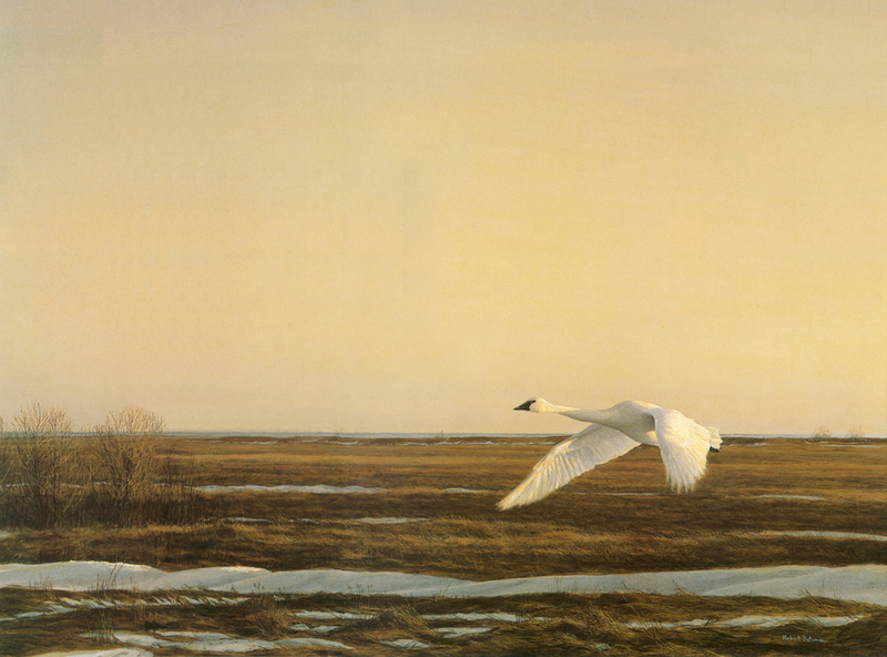 [Robert Bateman] Whistling Swan, Lake Eric; DISPLAY FULL IMAGE.