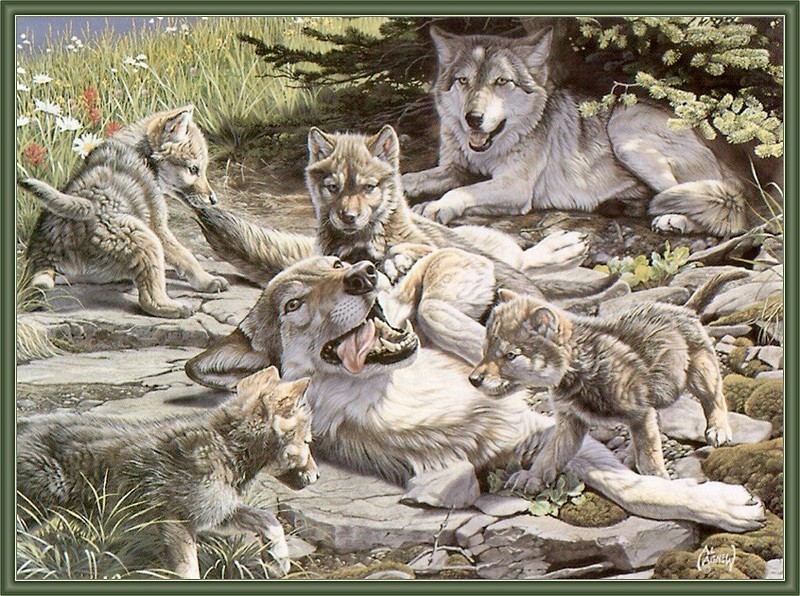 [CameoRose scan - Al Agnew] Gray Wolf family; DISPLAY FULL IMAGE.