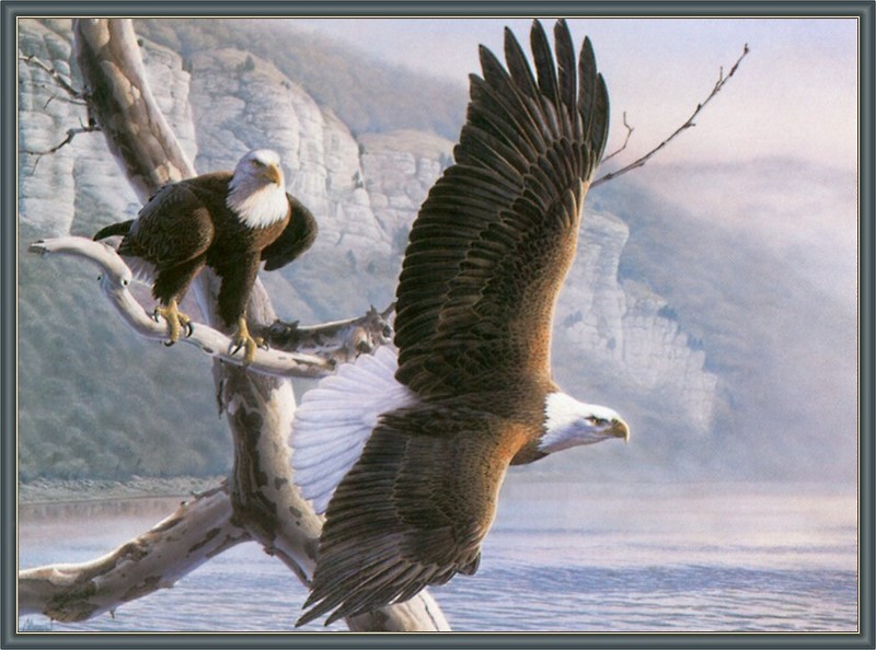 [CameoRose scan - Al Agnew] Bald Eagles; DISPLAY FULL IMAGE.