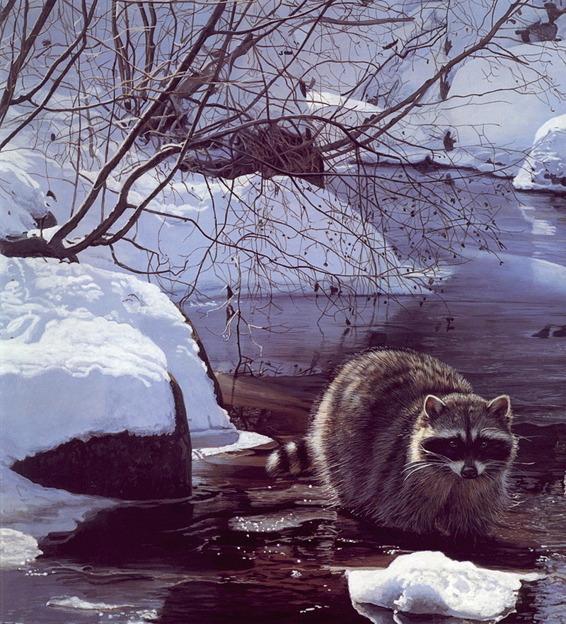 [Terry Isaac] Cool Pause (Raccoon); DISPLAY FULL IMAGE.