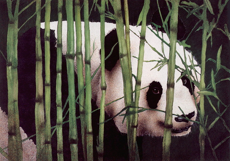[Will Bullas] Chinese Boy (Giant Panda); DISPLAY FULL IMAGE.
