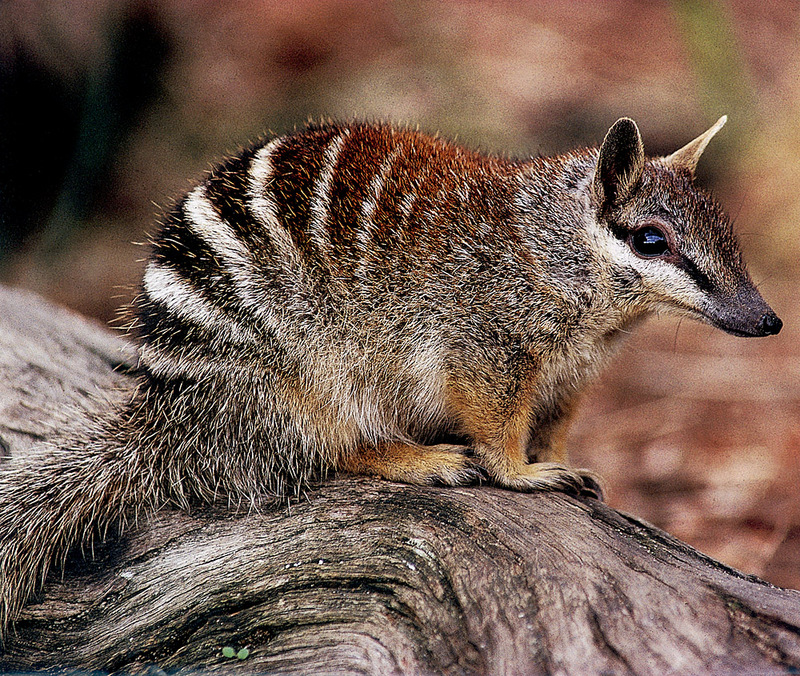 [CPerrien Scan] Australian Native Animals 2002 Calendar - Numbat; DISPLAY FULL IMAGE.