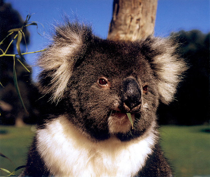 [CPerrien Scan] Australian Native Animals 2002 Calendar - Koala; DISPLAY FULL IMAGE.