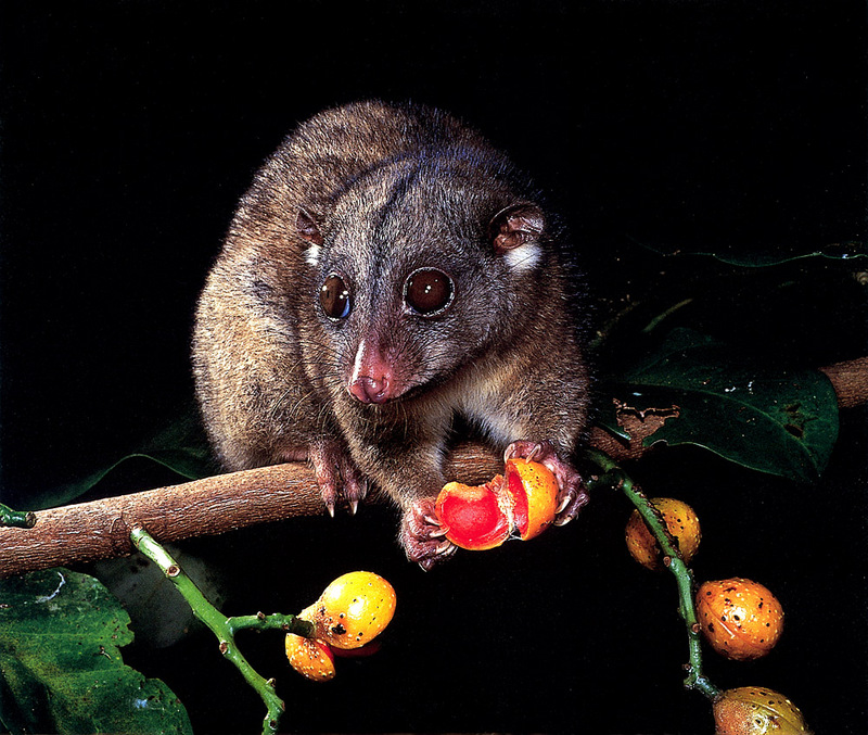 [CPerrien Scan] Australian Native Animals 2002 Calendar - Southern Common Cuscus; DISPLAY FULL IMAGE.