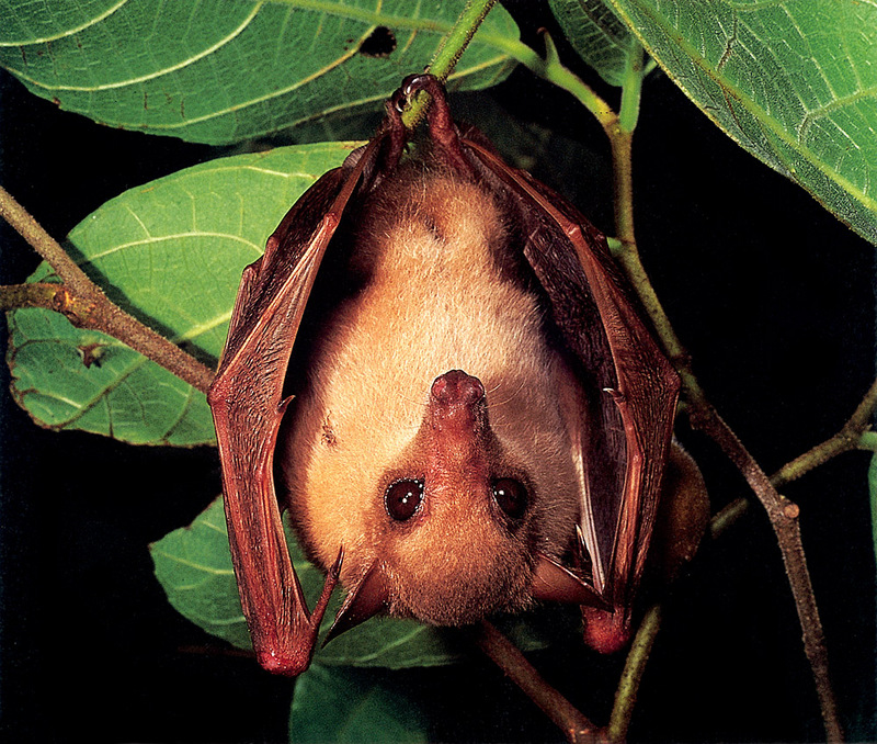 [CPerrien Scan] Australian Native Animals 2002 Calendar - Common Blossom Bat; DISPLAY FULL IMAGE.
