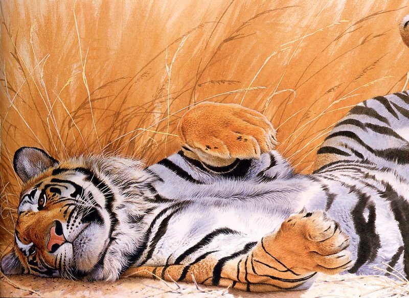 [EndLiss scan - Animal Art] Trevor Boyer - Tiger Rolling; DISPLAY FULL IMAGE.