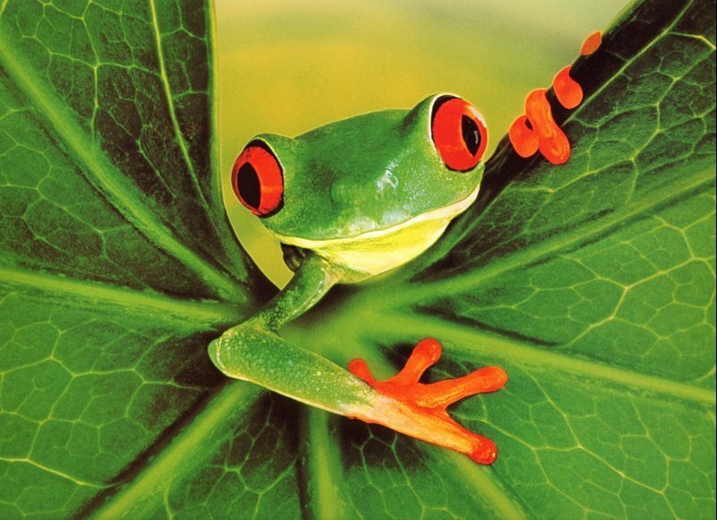 [EndLiss scan - Animal Art] Clearnet - Red-eyed Treefrog; DISPLAY FULL IMAGE.