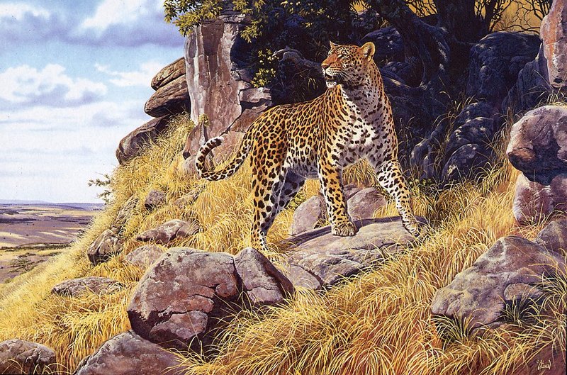 [EndLiss scans - Wildlife Art] Al Agnew - King of the Hill (Leopard); DISPLAY FULL IMAGE.