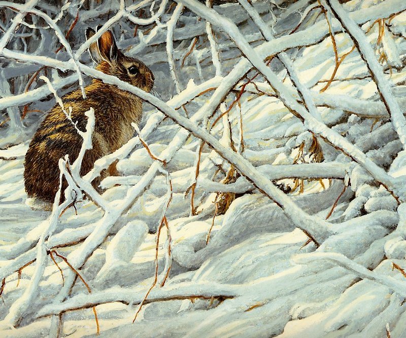 [EndLiss scans - Wildlife Art] Robert Bateman - In the Briar Patch - Cottontail Rabbit; DISPLAY FULL IMAGE.