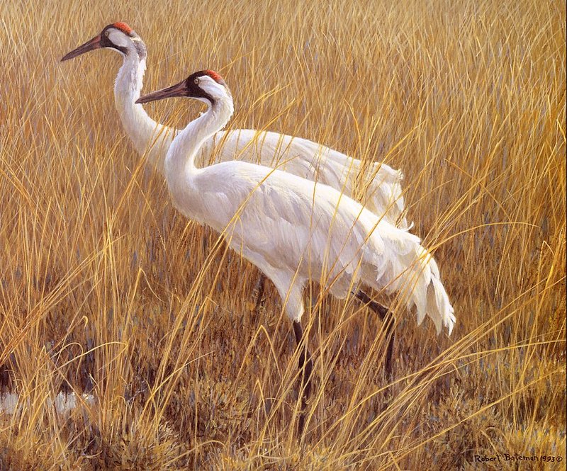 [EndLiss scans - Wildlife Art] Robert Bateman - Whooping Cranes; DISPLAY FULL IMAGE.