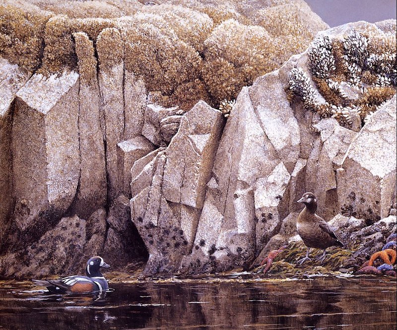 [EndLiss scans - Wildlife Art] Robert Bateman - Tidal Zone (Woodducks); DISPLAY FULL IMAGE.