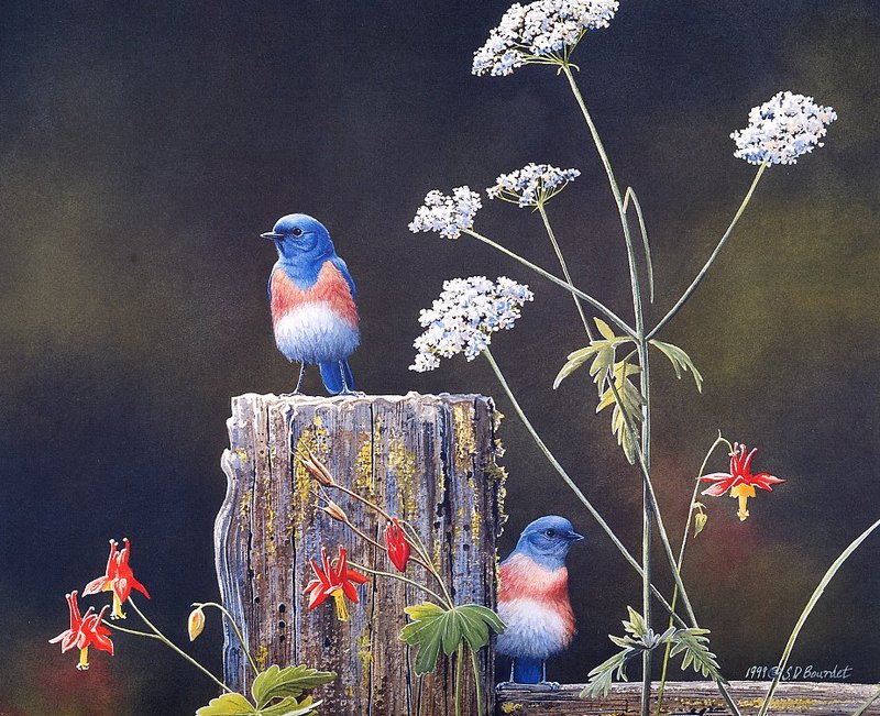 [EndLiss scans - Wildlife Art] Susan Bourdet - Bluebirds; DISPLAY FULL IMAGE.