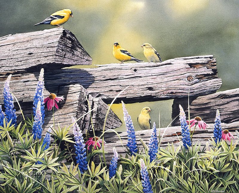 [EndLiss scans - Wildlife Art] Susan Bourdet - Rail Fence Rendezvous (American Goldfinches); DISPLAY FULL IMAGE.