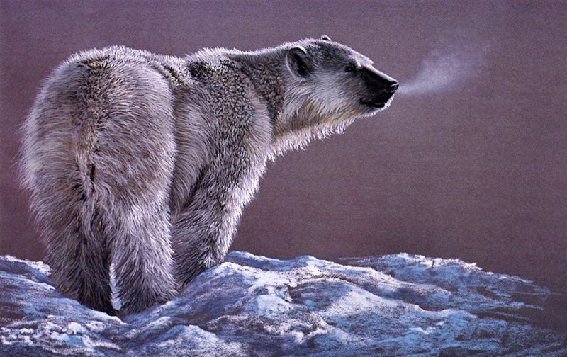 [EndLiss scans - Wildlife Art] Douglas Manning - Polar Bear Study; DISPLAY FULL IMAGE.
