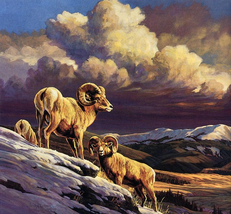 [EndLiss scans - Wildlife Art] Jocelyn Lillpot Russell - Storm Warning (Bighorns); DISPLAY FULL IMAGE.