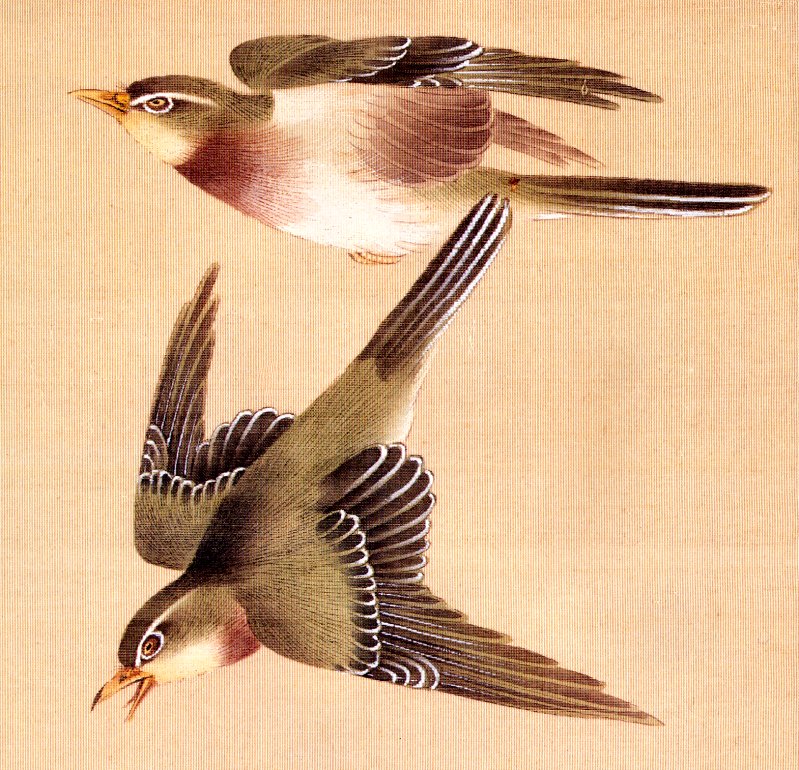 [EndLiss scans - Wildlife Art] Okamoto Shuki - Bush Warblers; DISPLAY FULL IMAGE.