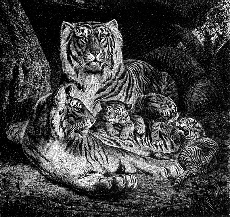 [CPerrien Scans CD02 - Animals(Pen Drawing)] Tigers; DISPLAY FULL IMAGE.