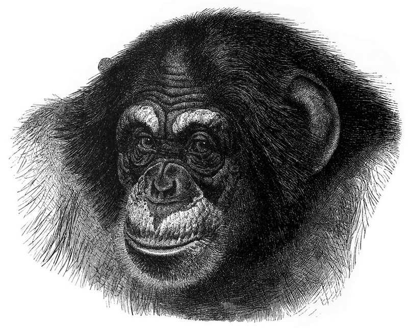 [CPerrien Scans CD02 - Animals(Pen Drawing)] Chimpanzee; DISPLAY FULL IMAGE.