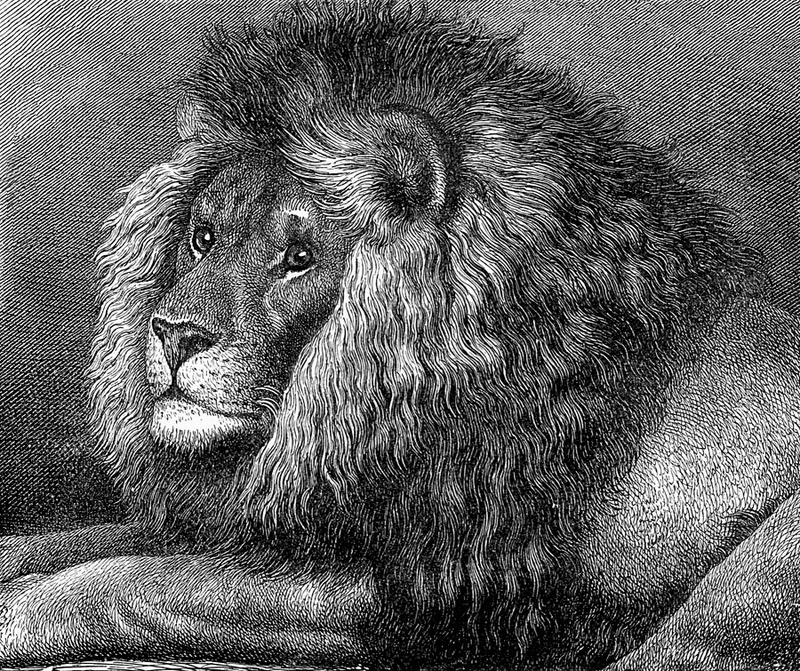 [CPerrien Scans CD02 - Animals(Pen Drawing)] Lion; DISPLAY FULL IMAGE.