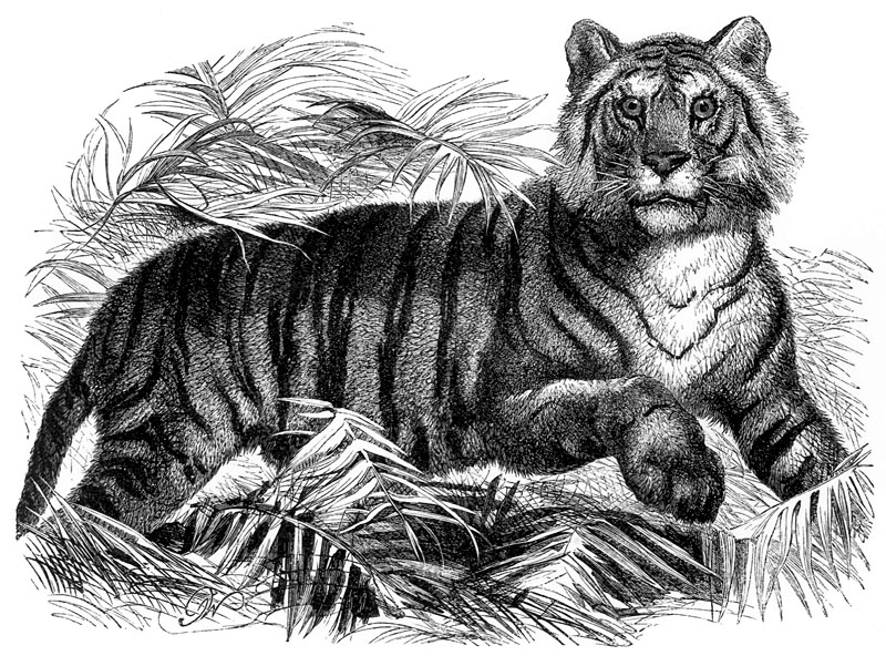 [CPerrien Scans CD02 - Animals(Pen Drawing)] Tiger; DISPLAY FULL IMAGE.
