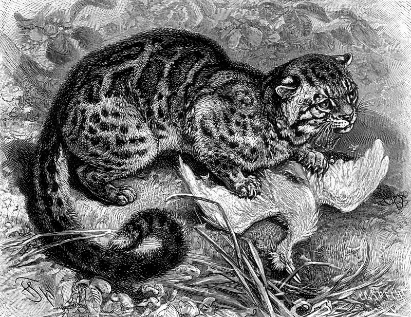 [CPerrien Scans CD02 - Animals(Pen Drawing)] Marbled Cat; DISPLAY FULL IMAGE.