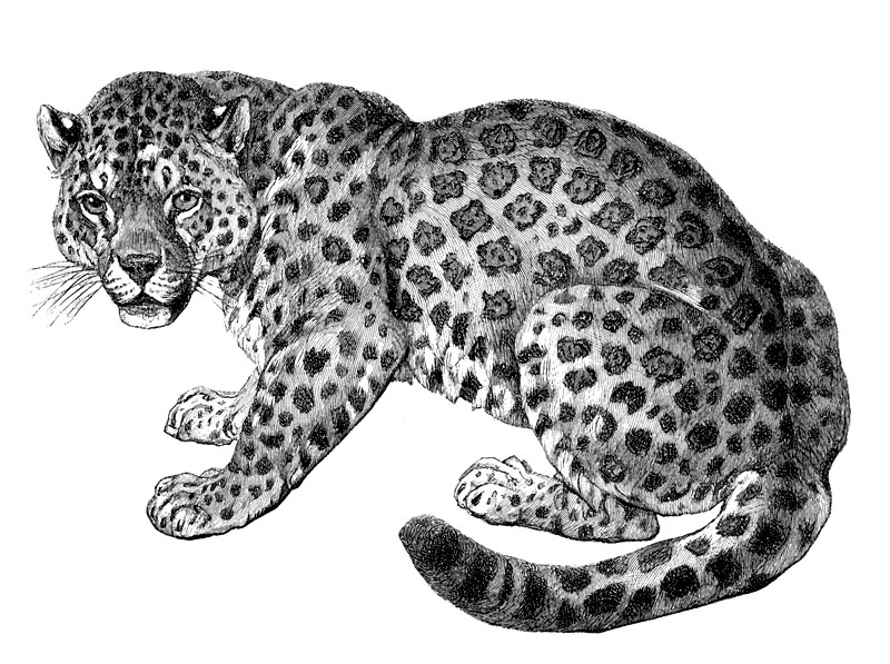 [CPerrien Scans CD02 - Animals(Pen Drawing)] Jaguar; DISPLAY FULL IMAGE.
