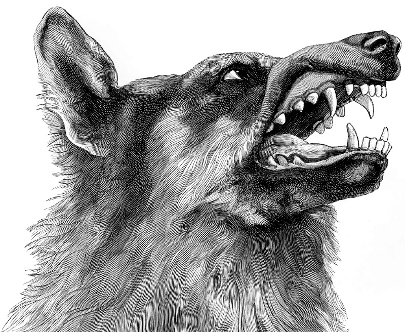 [CPerrien Scans CD02 - Animals(Pen Drawing)] Wolf; DISPLAY FULL IMAGE.