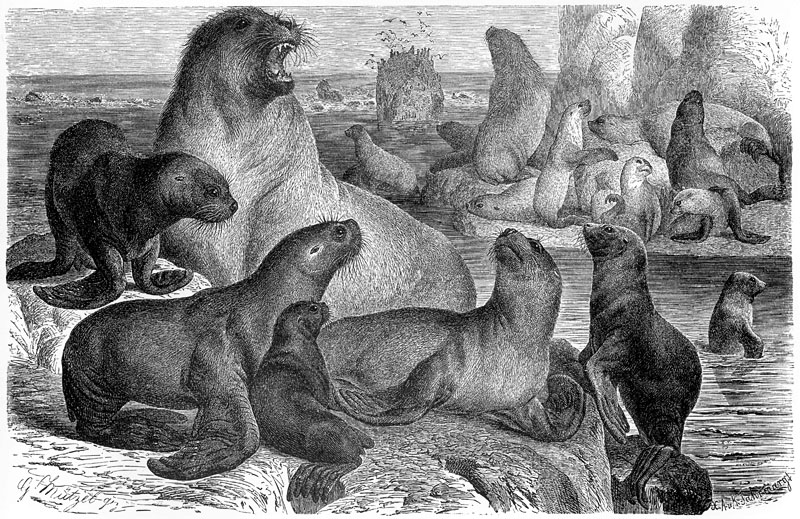 [CPerrien Scans CD02 - Animals(Pen Drawing)] Seals; DISPLAY FULL IMAGE.