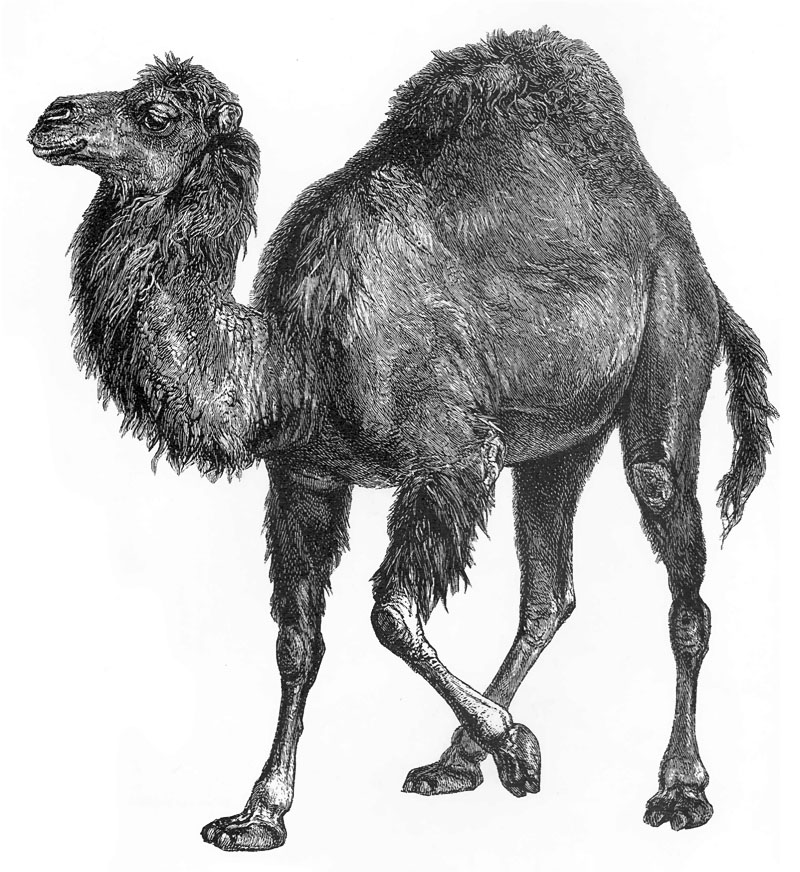 [CPerrien Scans CD02 - Animals(Pen Drawing)] Camel; DISPLAY FULL IMAGE.