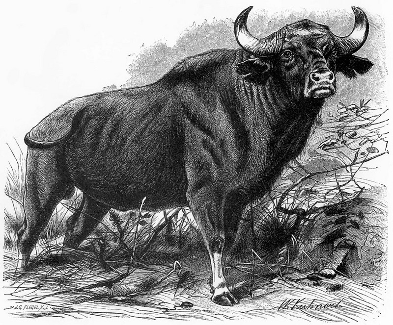 [CPerrien Scans CD02 - Animals(Pen Drawing)] Water Buffalo; DISPLAY FULL IMAGE.