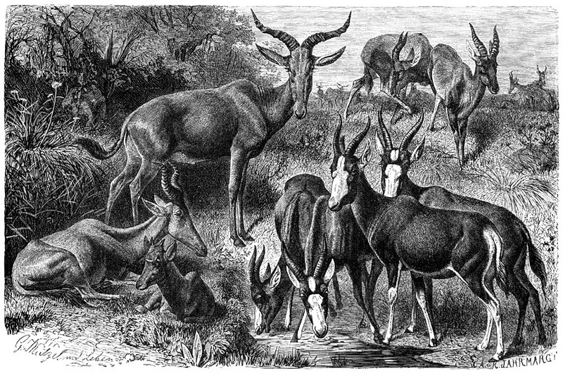 [CPerrien Scans CD02 - Animals(Pen Drawing)] Antelope; DISPLAY FULL IMAGE.