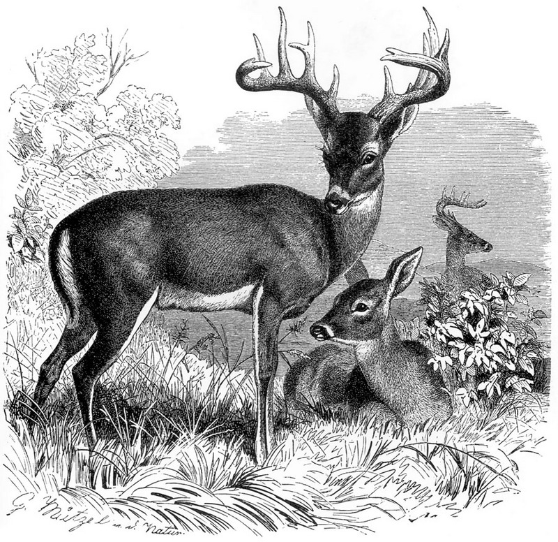 [CPerrien Scans CD02 - Animals(Pen Drawing)] Deer; DISPLAY FULL IMAGE.