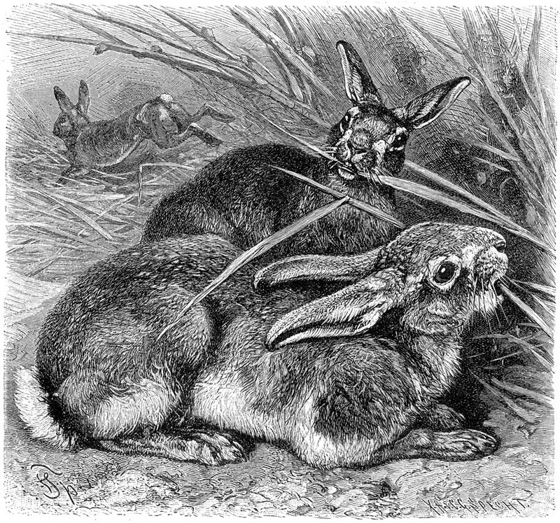 [CPerrien Scans CD02 - Animals(Pen Drawing)] Rabbits; DISPLAY FULL IMAGE.