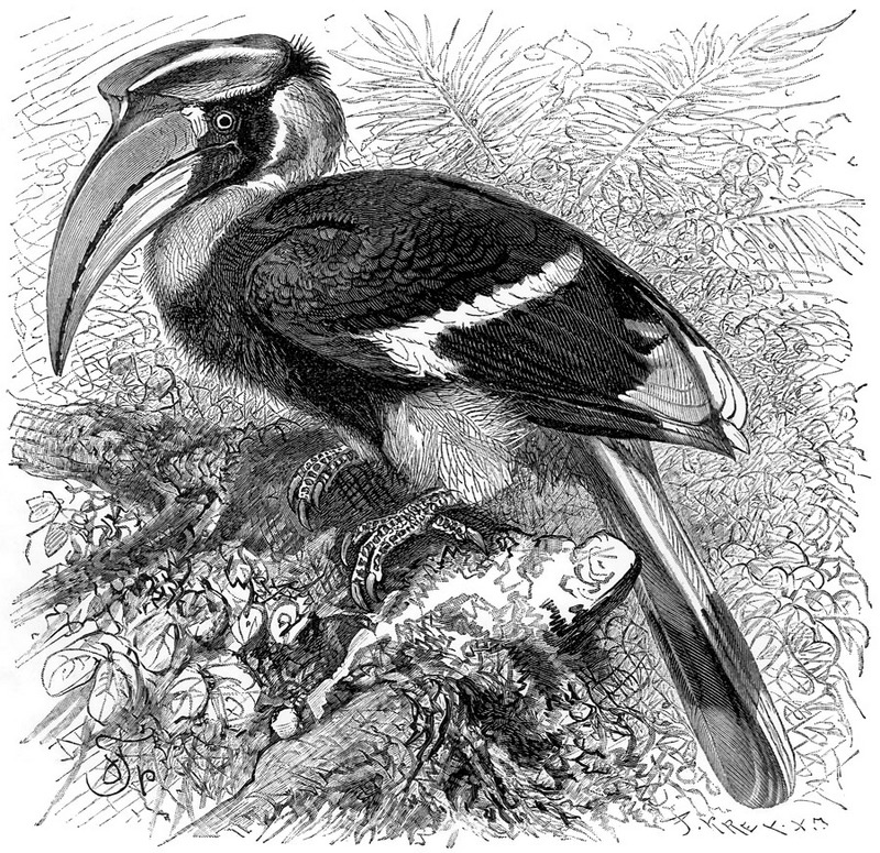 [CPerrien Scans CD02 - Animals(Pen Drawing)] hornbill; DISPLAY FULL IMAGE.