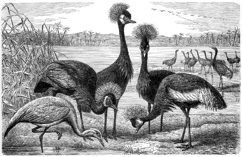 [CPerrien Scans CD02 - Animals(Pen Drawing)] cranes; DISPLAY FULL IMAGE.