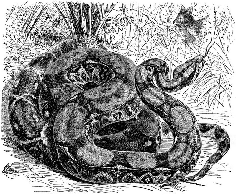 [CPerrien Scans CD02 - Animals(Pen Drawing)] boa constrictor; DISPLAY FULL IMAGE.