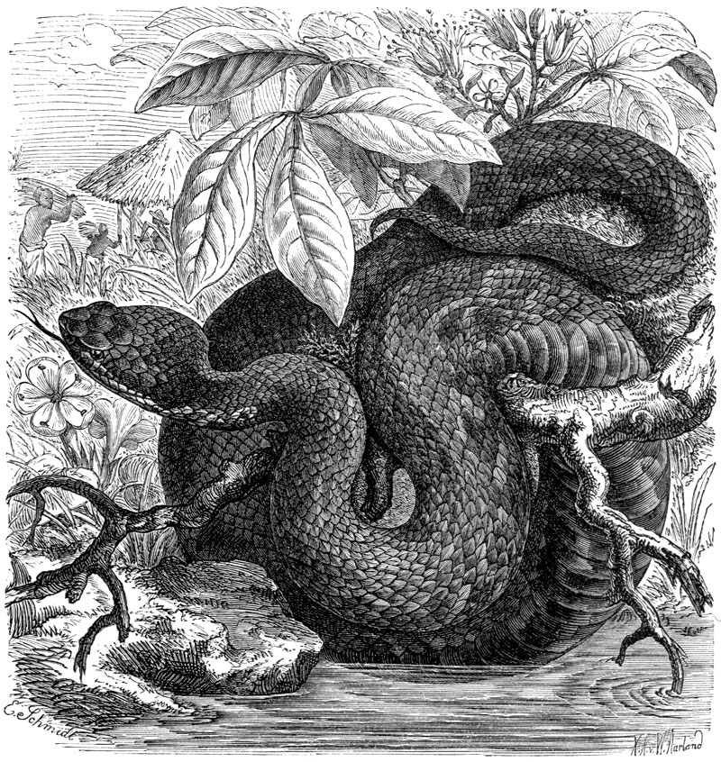 [CPerrien Scans CD02 - Animals(Pen Drawing)] water moccasin; DISPLAY FULL IMAGE.