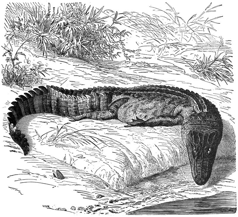 [CPerrien Scans CD02 - Animals(Pen Drawing)] alligator; DISPLAY FULL IMAGE.