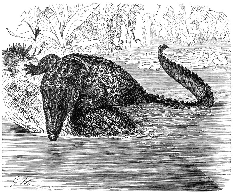 [CPerrien Scans CD02 - Animals(Pen Drawing)] crocodile; DISPLAY FULL IMAGE.